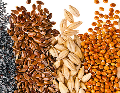 Seed Drying & Storage